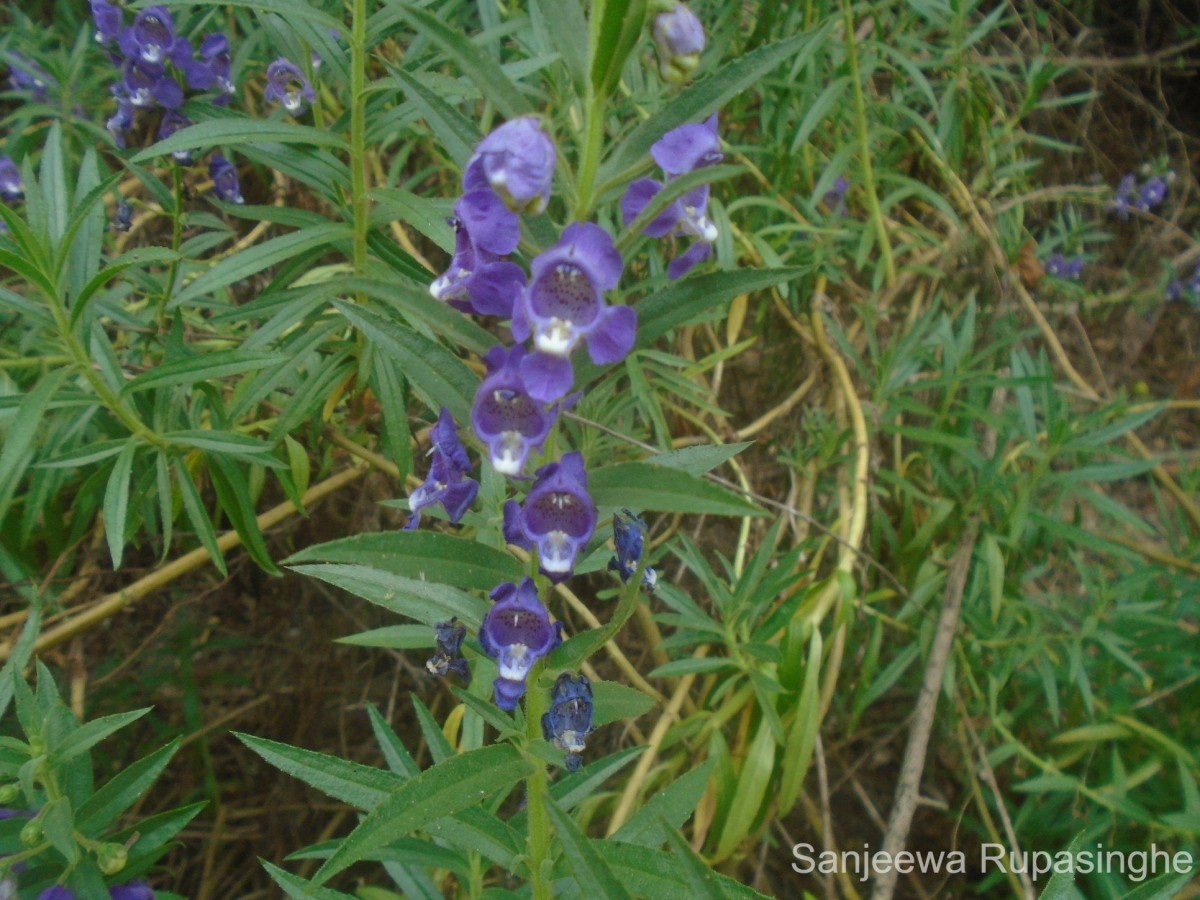 Angelonia salicariifolia Bonpl.